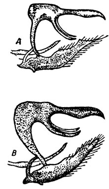 . 42.      Satyrus semele (A)  -  cotys (B)