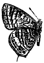 . 45.       (Lampides boeticus)