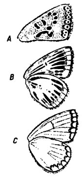 . 46.      : A - f. arcuata (''); B - f. radiata (''); C - f. coeca ('')