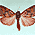 Бабочки, Новые виды